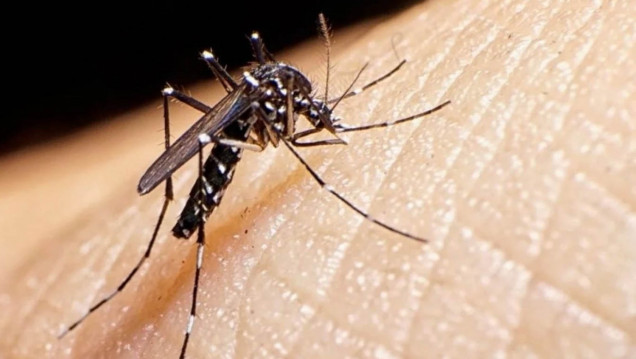 imagen "El tema del dengue es preocupante"