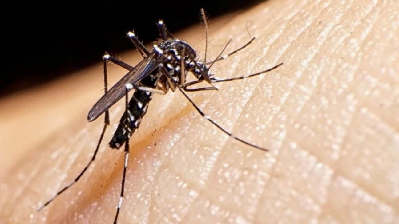 imagen "El tema del dengue es preocupante"