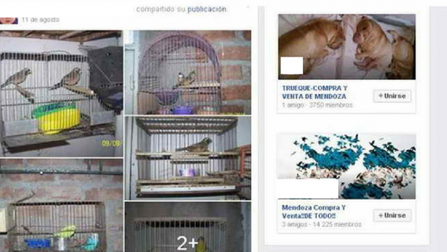 imagen Fundación Cullunche intimó a Facebook para poder denunciar a traficantes de animales