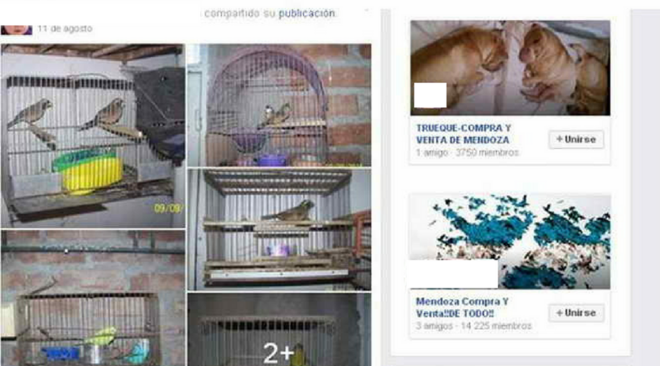 imagen Fundación Cullunche intimó a Facebook para poder denunciar a traficantes de animales