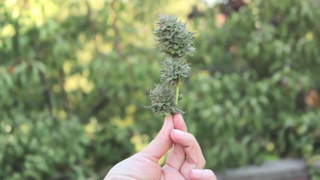 imagen Mamá Cultiva: una experiencia nacida de la desesperación