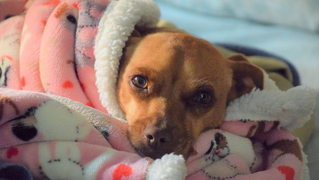 imagen Adoptá, no compres: la importancia de concientizar sobre el cuidado de los animales