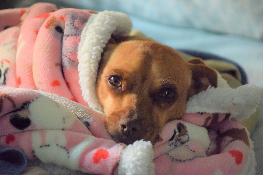 imagen Adoptá, no compres: la importancia de concientizar sobre el cuidado de los animales