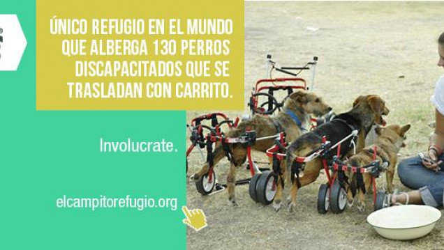 imagen Conocemos El Campito Refugio, un albergue para perros abandonados
