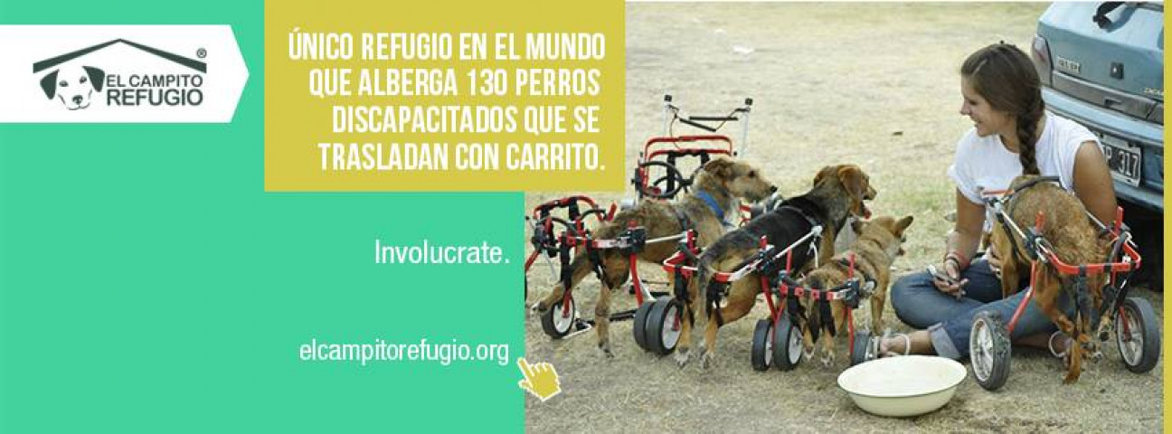 imagen Conocemos El Campito Refugio, un albergue para perros abandonados