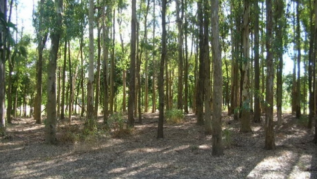 imagen Vecinos/as se organizan en defensa de un bosque en Maipú