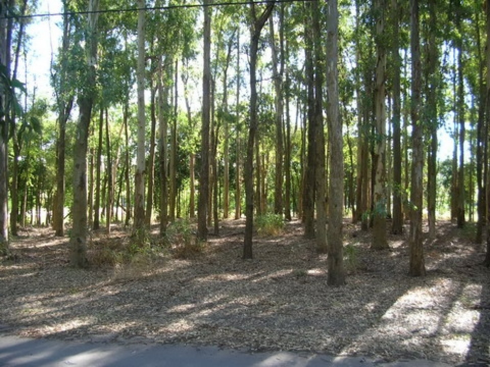 imagen Vecinos/as se organizan en defensa de un bosque en Maipú