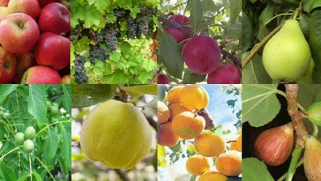 imagen La producción frutícola de la provincia aumentaría un 15%