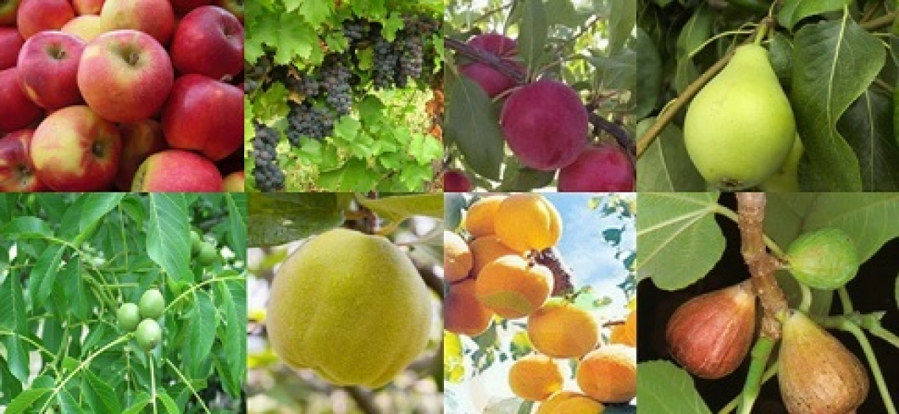 imagen La producción frutícola de la provincia aumentaría un 15%