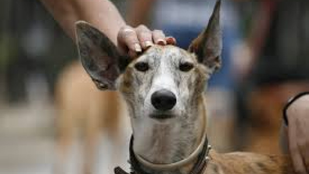 imagen Impulsan Ley para Prohibir las Carreras de Galgos