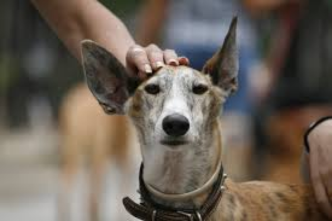 imagen Impulsan Ley para Prohibir las Carreras de Galgos