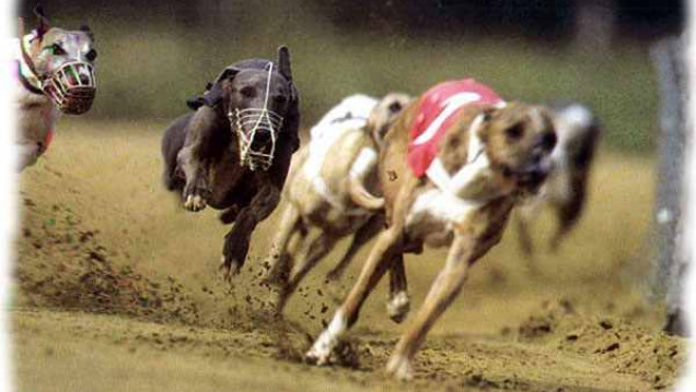 imagen Buscan que se prohíban las carreras de galgos