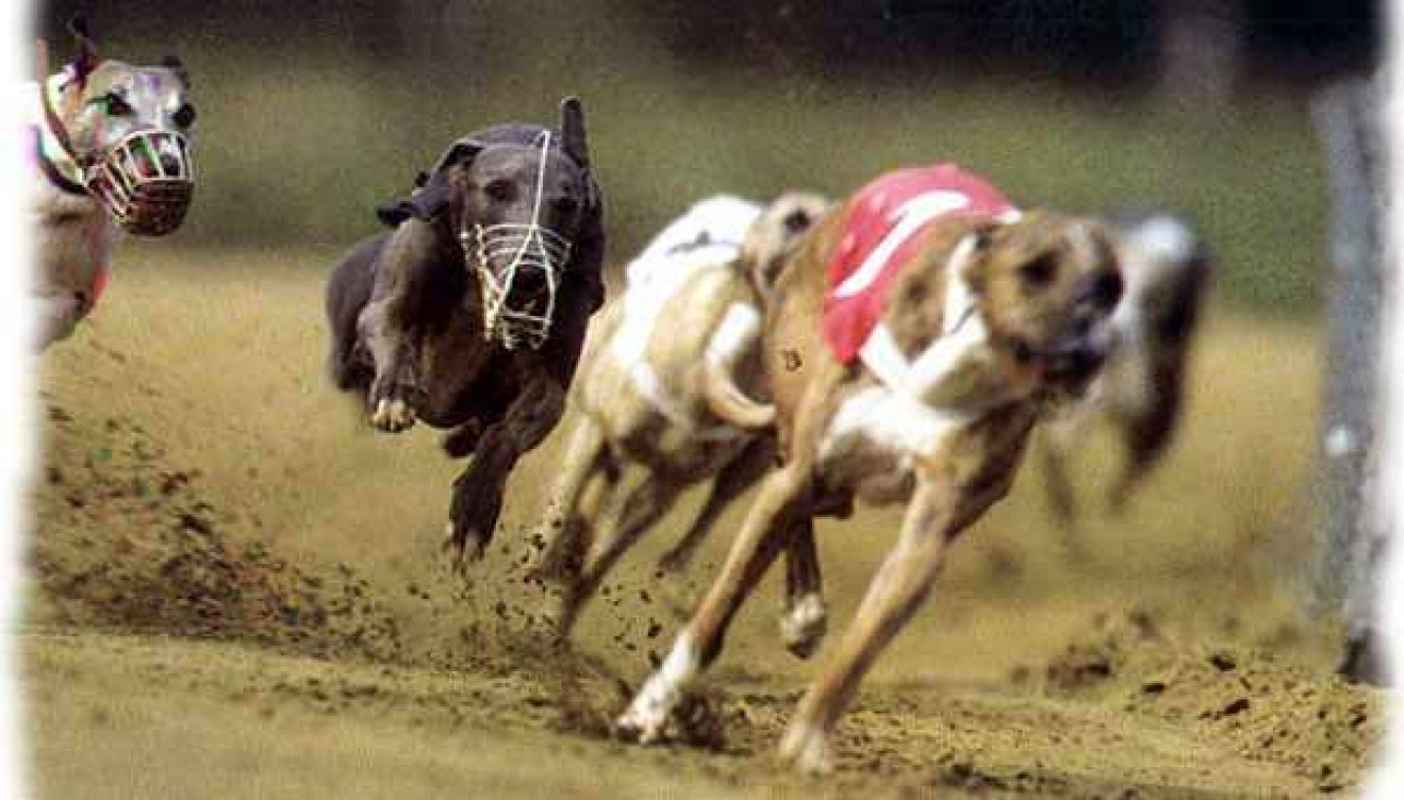 imagen Buscan que se prohíban las carreras de galgos