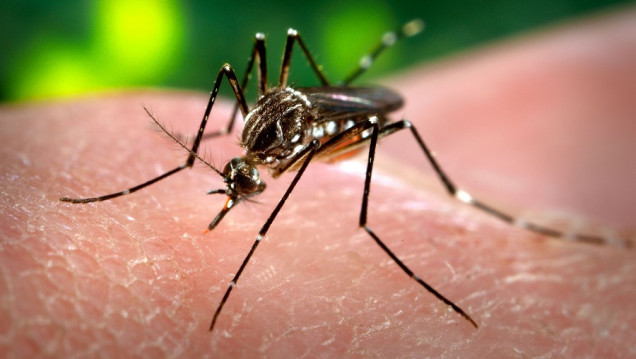 imagen "No tenemos casos autóctonos de Zika en Mendoza"