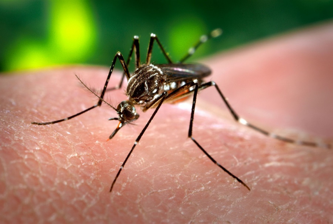 imagen "No tenemos casos autóctonos de Zika en Mendoza"