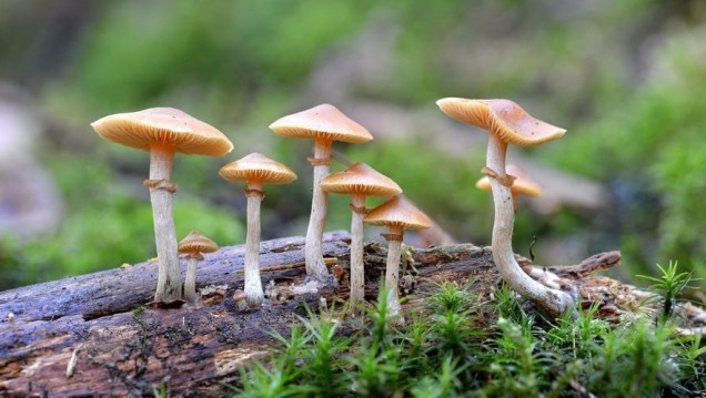 imagen Cultivar hongos: descubrir un mundo con valor terapéutico y nutritivo