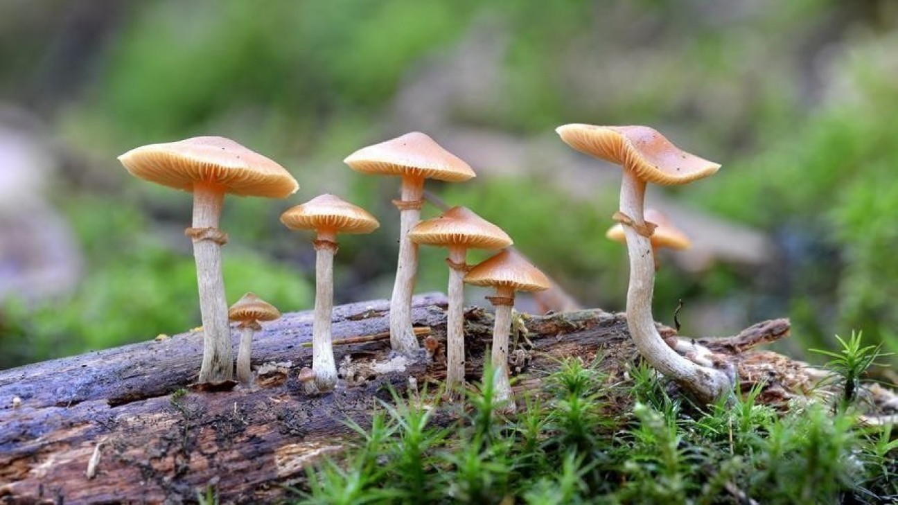 imagen Cultivar hongos: descubrir un mundo con valor terapéutico y nutritivo