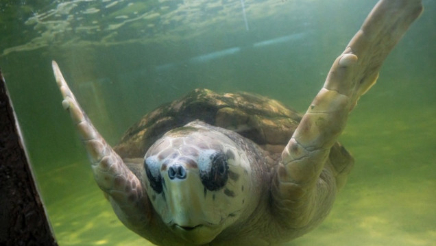 imagen Para quienes defienden al tortugo Jorge, trasladarlo a un acuario de Mar del Plata "es una locura" 