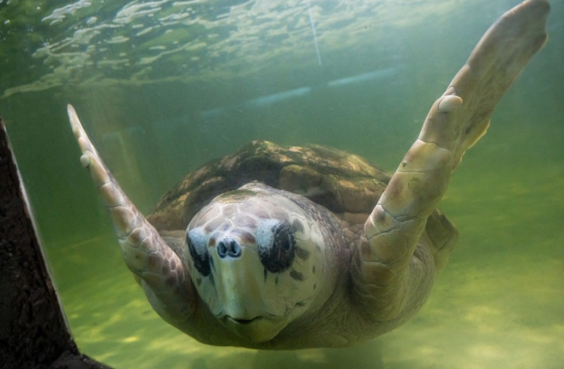imagen Para quienes defienden al tortugo Jorge, trasladarlo a un acuario de Mar del Plata "es una locura" 