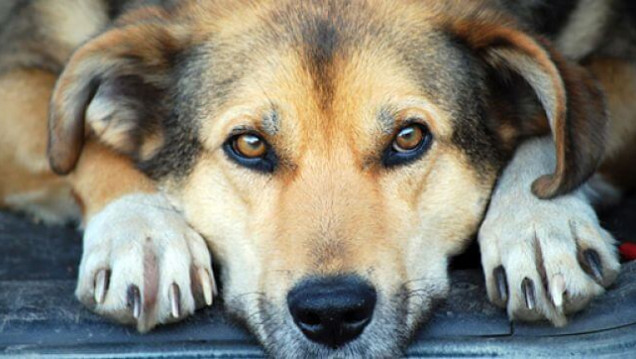 imagen "Los perros no son una mascota; son amigos de la familia y seres que sienten"