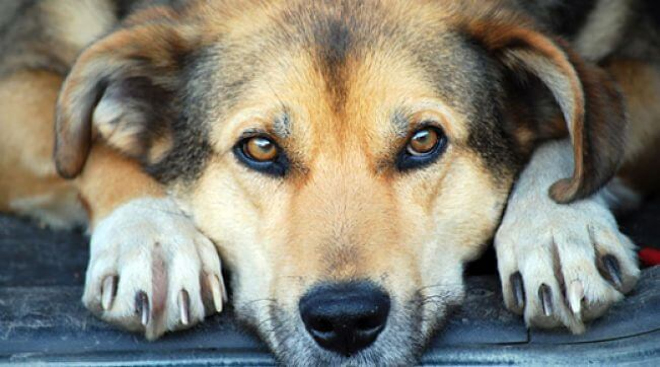 imagen "Los perros no son una mascota; son amigos de la familia y seres que sienten"