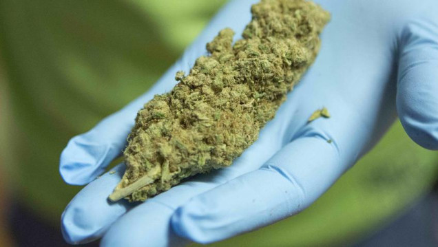 imagen Aceite de cannabis: "Es necesario que se legalice en Mendoza su uso terapéutico"