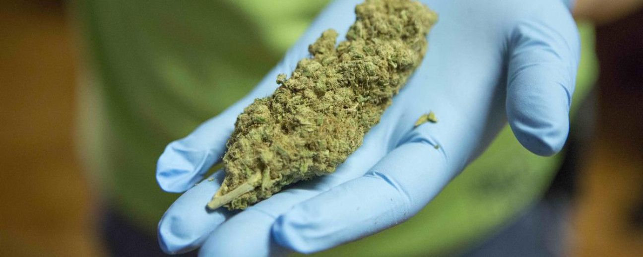 imagen Aceite de cannabis: "Es necesario que se legalice en Mendoza su uso terapéutico"