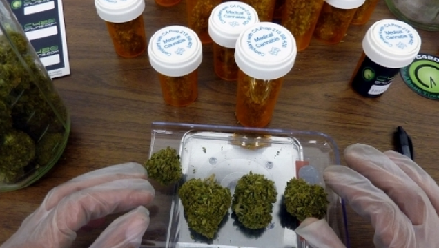 imagen Acción Canábica pide por la reglamentación del uso medicinal de la Marihuana 
