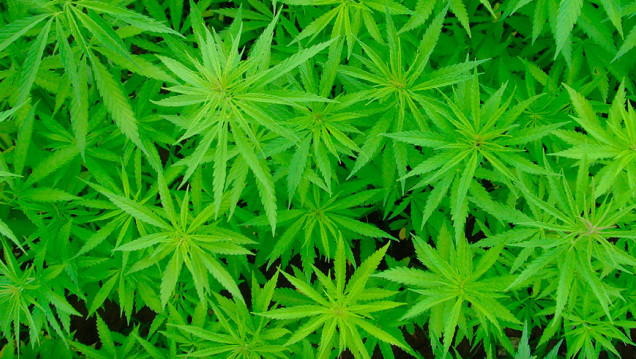 imagen "QUEREMOS QUE SE RECONOZCA EL DERECHO AL USO LIBRE DEL CANNABIS"