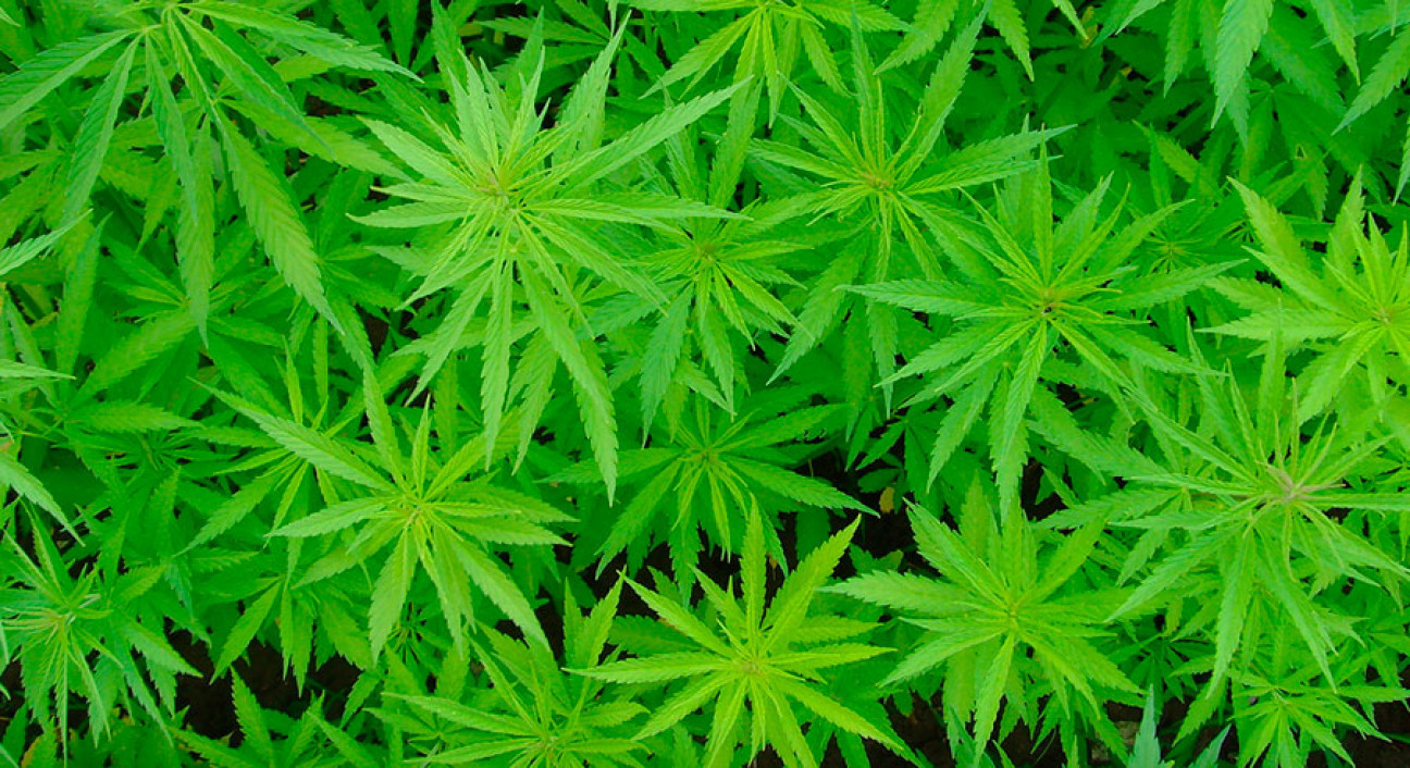 imagen "QUEREMOS QUE SE RECONOZCA EL DERECHO AL USO LIBRE DEL CANNABIS"