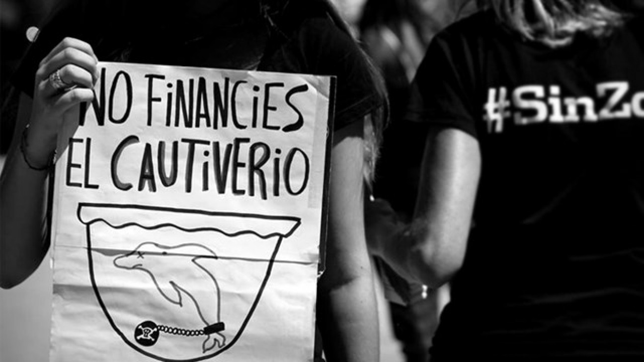 imagen Activistas de #SinZoo denunciaron a Mundo Marino 