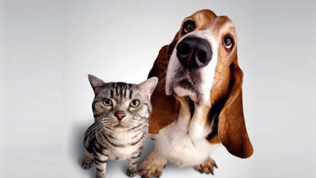 imagen Cuidados para nuestras mascotas