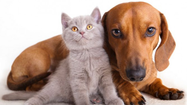 imagen  Derribamos los mitos sobre la castración de las mascotas