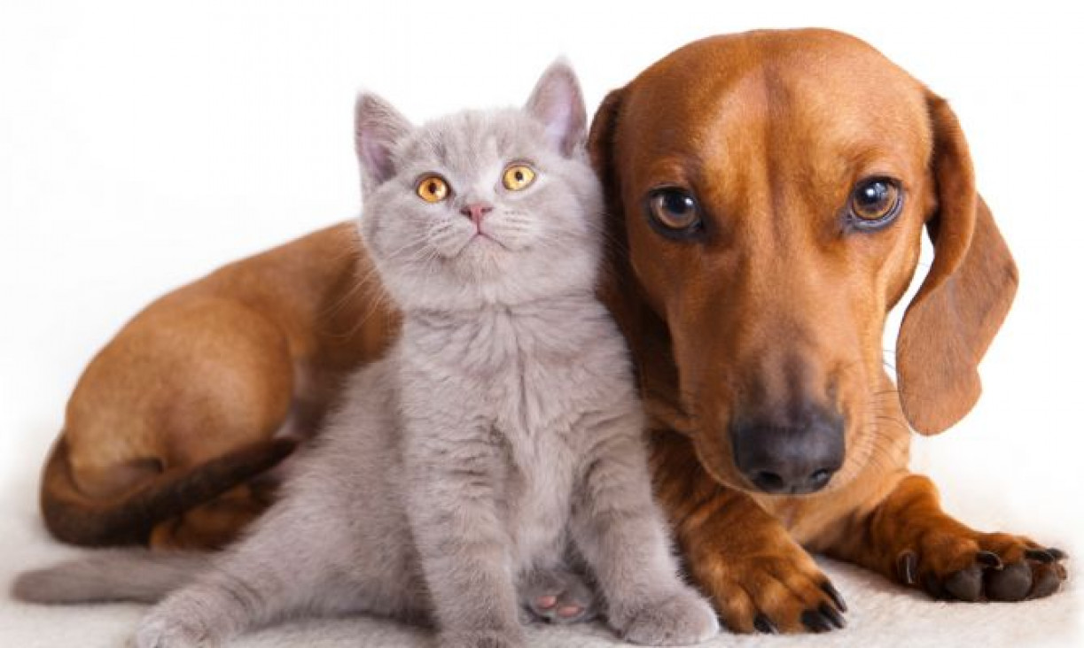imagen  Derribamos los mitos sobre la castración de las mascotas