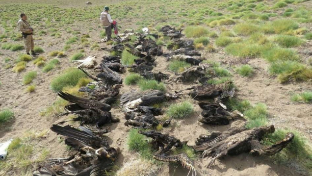 imagen Investigan el hallazgo de 34 cóndores y otros animales muertos en Malargüe