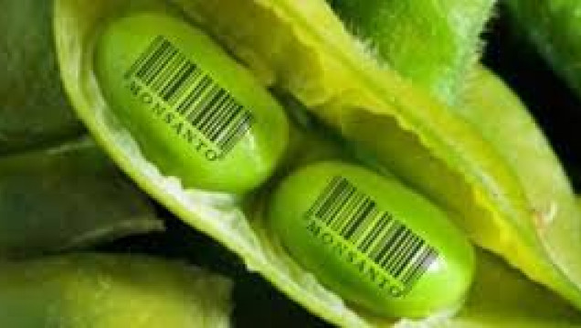 imagen Semillas: "Monsanto define el proceso de producción y venta"