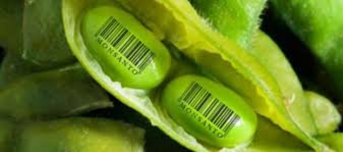 imagen Semillas: "Monsanto define el proceso de producción y venta"