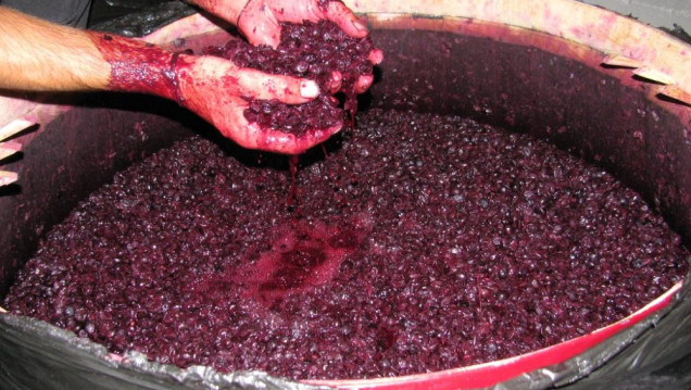 imagen "El precio del mosto se regulará con el aumento de la demanda interna y de las exportaciones"