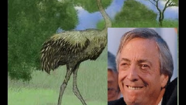 imagen Descubrieron un nuevo ñandú y le pusieron Kirchner como nombre