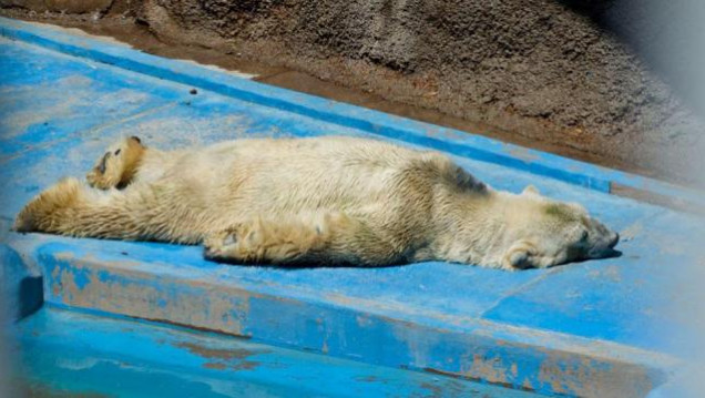 imagen Otra vez el oso Arturo en el centro de la polémica