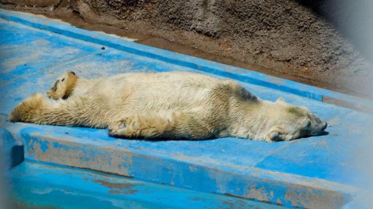 imagen Otra vez el oso Arturo en el centro de la polémica