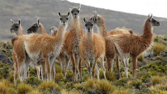 imagen Guanaco: una alternativa de desarrollo sustentable