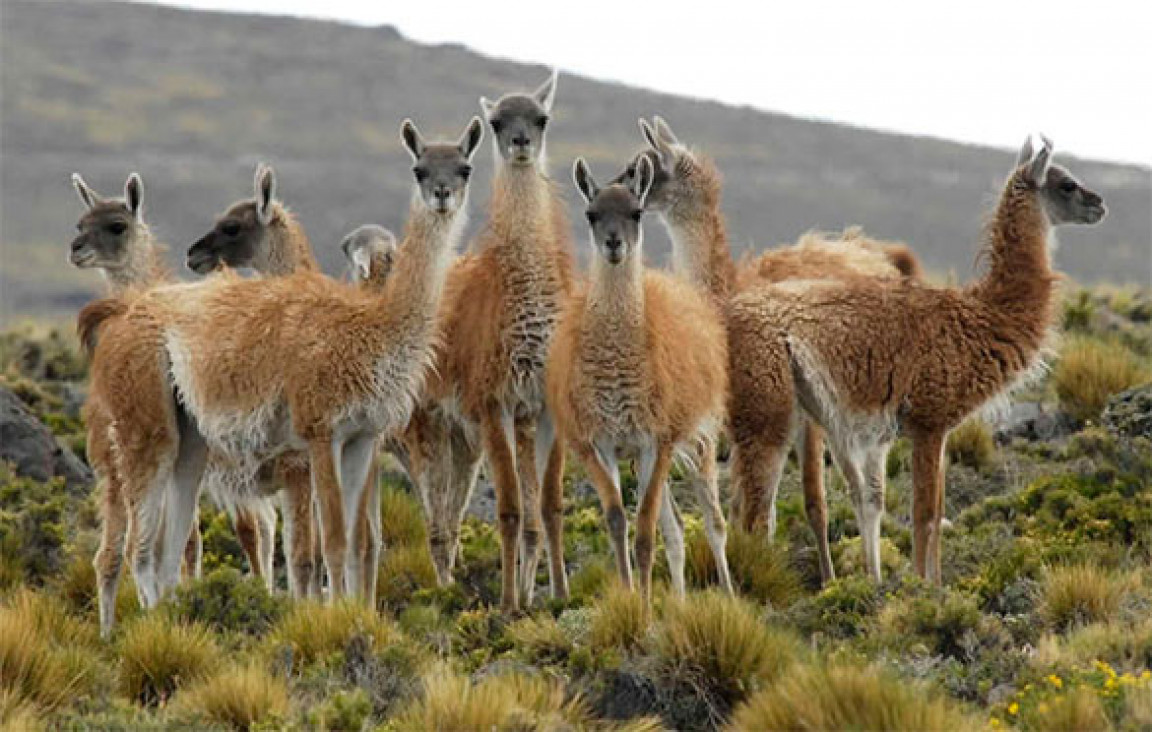 imagen Guanaco: una alternativa de desarrollo sustentable