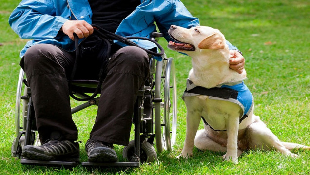 imagen Perros como acompañantes terapéuticos de niños con tratamientos de salud en el Notti