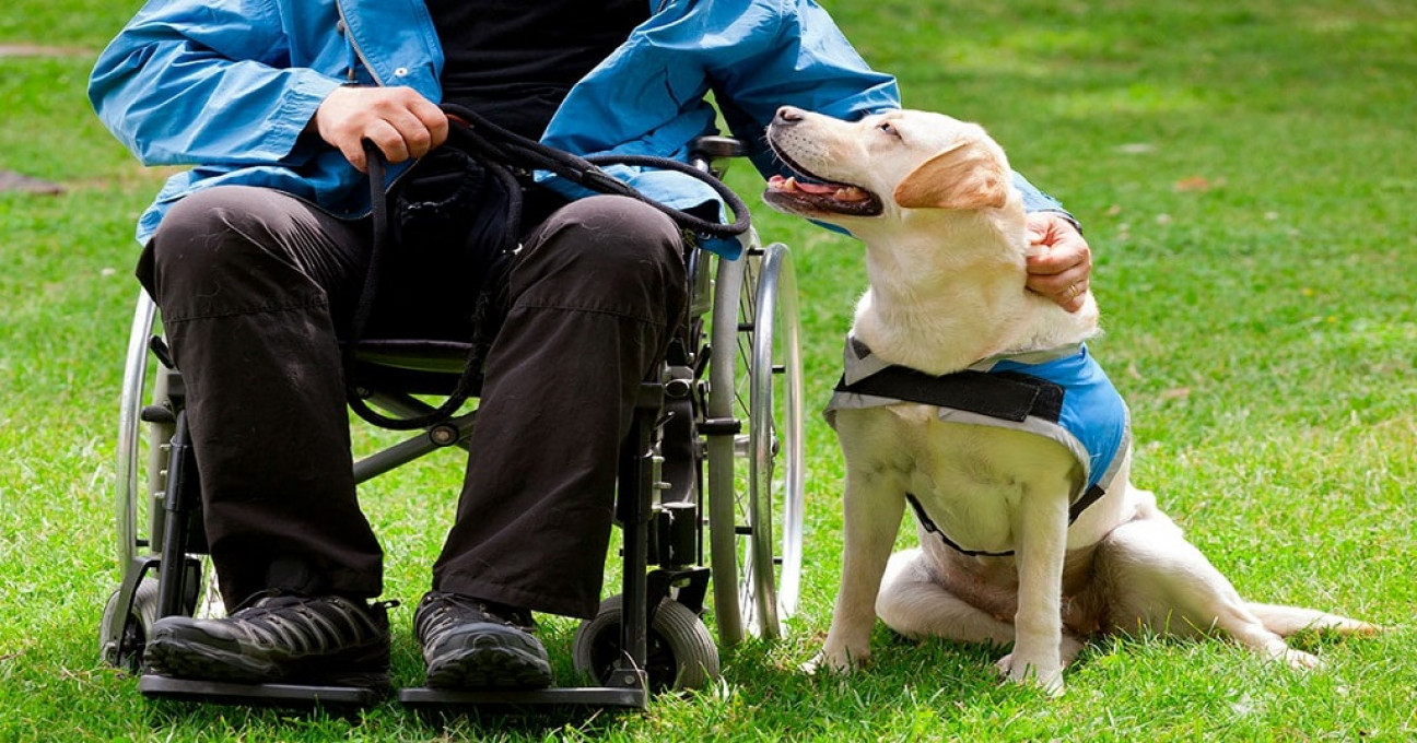 imagen Perros como acompañantes terapéuticos de niños con tratamientos de salud en el Notti