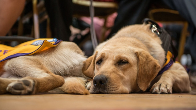 imagen Entrenar perros de asistencia: una ayuda terapéutica invaluable