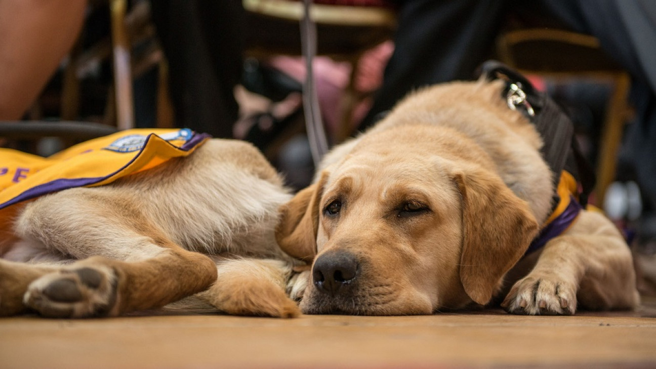 imagen Entrenar perros de asistencia: una ayuda terapéutica invaluable