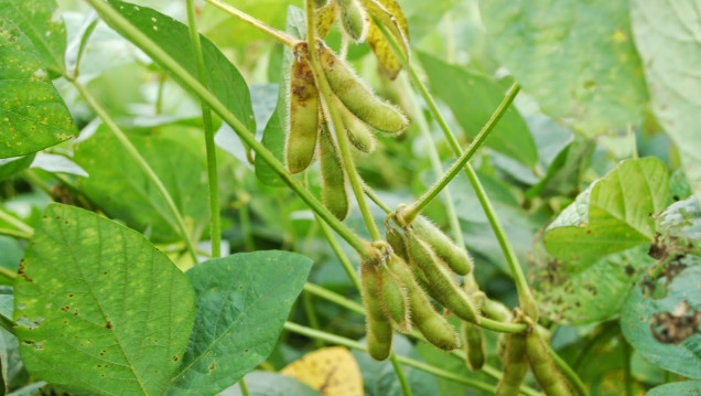 imagen Alerta por nuevos transgénicos que requieren aún más pesticidas