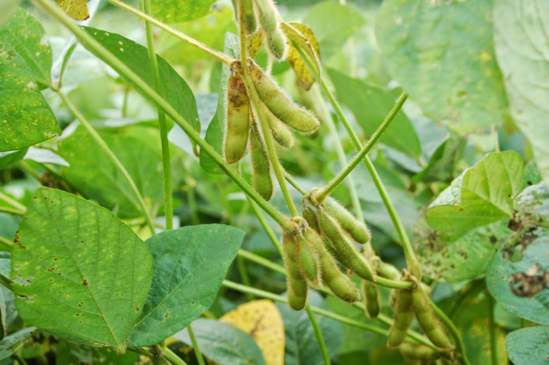 imagen Alerta por nuevos transgénicos que requieren aún más pesticidas