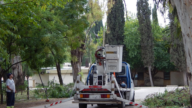 imagen "Hace más de 30 años que no hay una política de arbolado público en Mendoza"